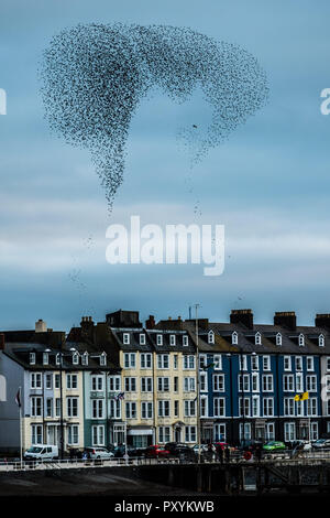 Aberystwyth Wales UK, Mercoledì 24 Ott 2018. Regno Unito Meteo: decine di migliaia di minuscoli storni eseguire elegante e incantevole antenna coreografico 'murmurations' nel cielo sopra Aberystwyth, prima piombando giù al posatoio per la notte della foresta di ghisa gambe al di sotto della città balneare di Victorian Pier. Aberystwyth è una delle poche aree urbane posatoi nel paese e attira gente da tutto il Regno Unito per testimoniare il notturno visualizza Photo credit: keith morris/Alamy Live News Foto Stock