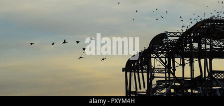 Brighton, Regno Unito. 24 ott 2018. Un gregge di cormorani vola da come il sole tramonta dal Molo Ovest di Brighton questa sera dopo un altro giorno caldo e soleggiato sulla costa sud Credito: Simon Dack/Alamy Live News Foto Stock