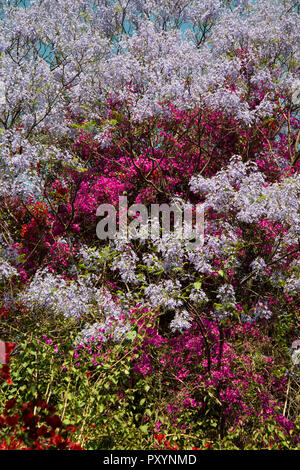 Johannesburg, Sud Africa, 24 ottobre, 2018. Una wan cicli in Westcliff, Johannesburg, come alberi di jacaranda in fiore. Viale alberato di periferia sono sfociati in viola, cerise e rosso come jacarandas, bouganville e altri alberi fioriscono, mercoledì pomeriggio. Credito: Eva-Lotta Jansson/Alamy Live News Foto Stock