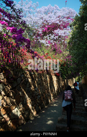 Johannesburg, Sud Africa, 24 ottobre, 2018. Le donne a piedi il Westcliff scale, a Johannesburg come bouganville e Jacarandas bloom. Viale alberato di periferia sono sfociati in viola, cerise e rosso come jacarandas, bouganville e altri alberi fioriscono, mercoledì pomeriggio. Credito: Eva-Lotta Jansson/Alamy Live News Foto Stock