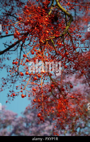 Johannesburg, Sud Africa, 24 ottobre, 2018. Viale alberato di periferia sono sfociati in viola, cerise e rosso come jacarandas, bouganville e altri alberi fioriscono, mercoledì pomeriggio. Credito: Eva-Lotta Jansson/Alamy Live News Foto Stock