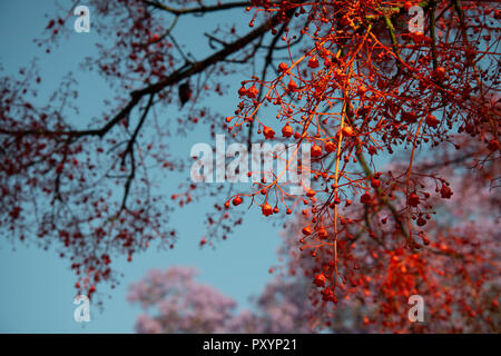 Johannesburg, Sud Africa, 24 ottobre, 2018. Viale alberato di periferia sono sfociati in viola, cerise e rosso come jacarandas, bouganville e altri alberi fioriscono, mercoledì pomeriggio. Credito: Eva-Lotta Jansson/Alamy Live News Foto Stock