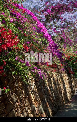 Johannesburg, Sud Africa, 24 ottobre, 2018. Bouganville e Jacarandas bloom over the Westcliff scale, a Johannesburg. Viale alberato di periferia sono sfociati in viola, cerise e rosso come jacarandas, bouganville e altri alberi fioriscono, mercoledì pomeriggio. Credito: Eva-Lotta Jansson/Alamy Live News Foto Stock