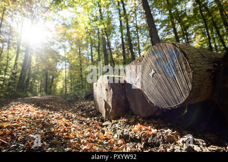 22 ottobre 2018, Baden-Wuerttemberg, Nürtingen: tronchi di alberi si trovano nella foresta. Hauk (CDU), il ministro per le aree rurali e per la tutela dei consumatori di Baden-Württemberg, presenta la foresta Report di stato 2018. Foto: Sebastian Gollnow/dpa Foto Stock