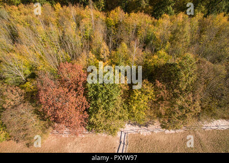 22 ottobre 2018, Baden-Wuerttemberg, Nürtingen: foglie colorate appendere da alberi. Hauk (CDU), il ministro per le aree rurali e per la tutela dei consumatori di Baden-Württemberg, presenta la foresta Report di stato 2018. (Fotografia aerea con drone) Foto: Sebastian Gollnow/dpa Foto Stock