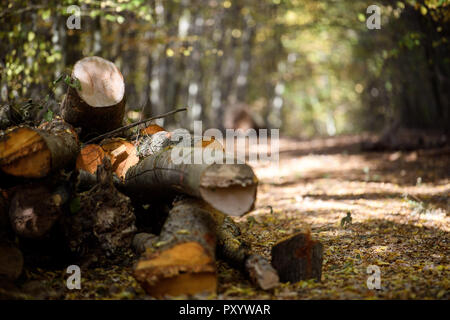 22 ottobre 2018, Baden-Wuerttemberg, Nürtingen: tronchi di alberi si trovano in una foresta. Hauk (CDU), il ministro per le aree rurali e per la tutela dei consumatori di Baden-Württemberg, presenta la foresta Report di stato 2018. Foto: Sebastian Gollnow/dpa Foto Stock