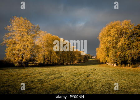 Il 25 ottobre 2018. Monkton Farleigh, Wiltshire. Inizio nebbie cancellata in Monkton Farleigh a luminoso, golden sunshine riflessa nell'autunnale di pioppo e faggio avenue a Monkton Farleigh Manor nel Wiltshire rurale. Credito: Wayne Farrell/Alamy Live News Foto Stock