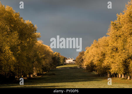 Il 25 ottobre 2018. Monkton Farleigh, Wiltshire. Inizio nebbie cancellata in Monkton Farleigh a luminoso, golden sunshine riflessa nell'autunnale di pioppo e faggio avenue a Monkton Farleigh Manor nel Wiltshire rurale. Credito: Wayne Farrell/Alamy Live News Foto Stock