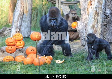 ZSL London, London, Regno Unito 25 Ott 2018. Kumbuka, il maschio, con uno dei più piccoli. Lo Zoo di Western-pianura gorilla può giocare con un gigante di zucca patch per esplorare nel loro regno di gorilla. 'Smashing zucche" è il motto di questo anno di attività di Halloween allo Zoo di Londra come gorilla, giraffe e scimmie scoiattolo gustare prelibatezze di Halloween. Credito: Imageplotter News e sport/Alamy Live News Foto Stock