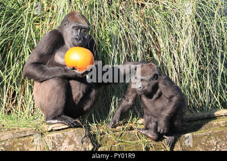 ZSL London, London, Regno Unito 25 Ott 2018. La mamma e il suo piccolo si godono la loro zucche. Lo Zoo di Western-pianura gorilla può giocare con un gigante di zucca patch per esplorare nel loro regno di gorilla. 'Smashing zucche" è il motto di questo anno di attività di Halloween allo Zoo di Londra come gorilla, giraffe e scimmie scoiattolo gustare prelibatezze di Halloween. Credito: Imageplotter News e sport/Alamy Live News Foto Stock