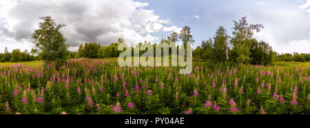 Campo di willow-tea in un giorno nuvoloso cilindrico 360 gradi panorama vr Foto Stock