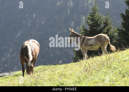 Una pelle marrone e bianco mane Pony cavallo al pascolo in un pascolo accanto a un bianco e grigio asino durante una soleggiata giornata estiva nelle Alpi, Italia Foto Stock