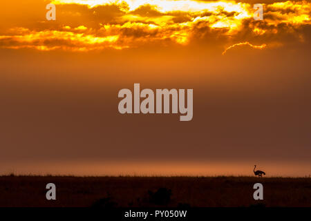 Questa immagine dello struzzo camminando sul bordo è tenuto a Masai Mara in Kenya. Foto Stock