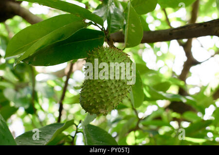 Un Soursop su un albero Foto Stock