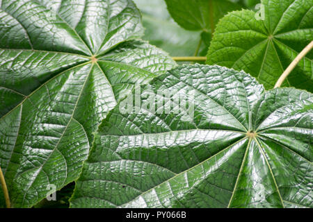 Closeup shot di gigante bagnato foglie tropicali Foto Stock