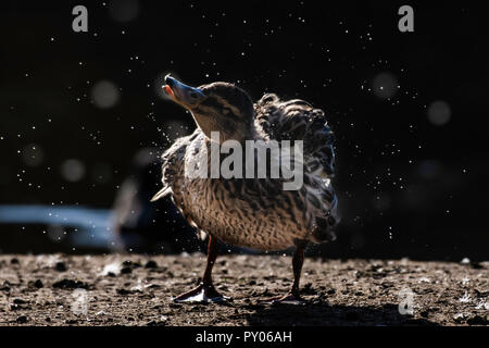 Wildlife photography it.Mallard duck scuotimento femmina-off acqua sulla riva del lago con goccioline di acqua volare in aria.lo sfondo scuro e la retroilluminazione bokeh di fondo. Foto Stock