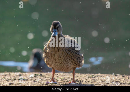 Wildlife photography it.Ritratto di Mallard duck scuotimento femmina-off acqua sulla riva del lago con goccioline di acqua volare in aria.Lago in background. Foto Stock