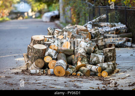 Grande pila di trito di tronchi di betulla all'aperto sulla luminosa giornata di sole sfocato fogliame verde sfondo bokeh, Fuoco tronchetti di legno preparato per l'inverno, pronto per Foto Stock