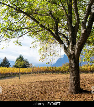Vecchi alberi di quercia e giallo dorato vitigni nel tardo autunno Foto Stock