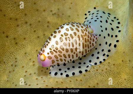 Calpurnus comune, ombelicale guscio d'uovo o presenta verrucosa/piccolo uovo Cowry (Calpurnus verrucosus), Papua Nuova Guinea Foto Stock