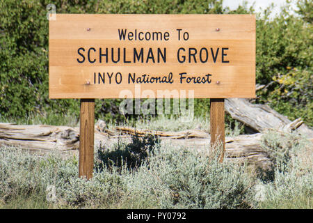 Segno per il Schulman Boschetto Bristlecone antica foresta di pini, situato in California's Inyo National Foresta Foto Stock