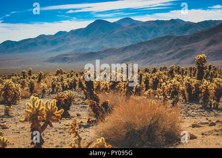 Patch di Teddy Bear Cholla cactus in un paesaggio deserto secco su una calda giornata di sole con le montagne sullo sfondo, Joshua Tree National Park, Riverside C Foto Stock