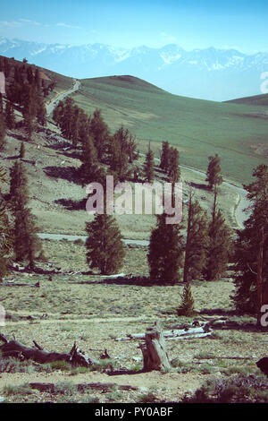 Vista delle montagne bianche nella Foresta Nazionale di Inyo nelle antiche Bristlecone Pine Forest Foto Stock