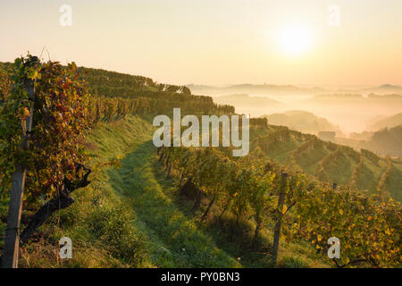 Zavrc: vigneto, zona viticola, colline, agriturismi in delle Haloze, Stajerska (Stiria), Slovenia Foto Stock