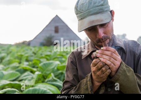 Lavoratore che fuma sigaro durante la pausa nella piantagione di tabacco, Vinales, provincia di Pinar del Rio, Cuba Foto Stock