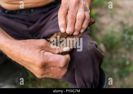 La sezione centrale dell'uomo sigaro di rotolamento, Vinales, Pinar del Rio Provincia, Cuba Foto Stock