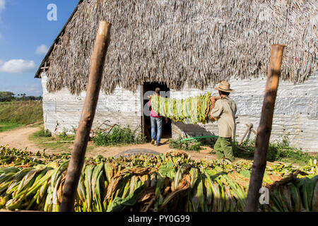 Due uomini che trasportano le foglie di tabacco in piantagione, Vinales, Pinar del Rio Provincia, Cuba Foto Stock