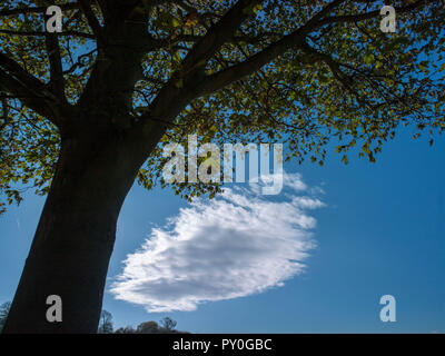 Albero e drammatico il cloud contro il cielo blu, Wentworth, South Yorkshire, Inghilterra Foto Stock