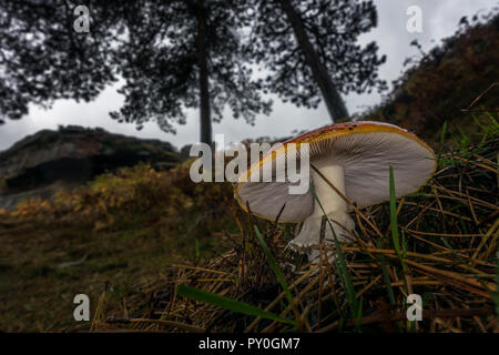 Guardando al di sotto di un fly agaric toadstool in un bosco di pini, Ilkley Moor, Regno Unito Foto Stock