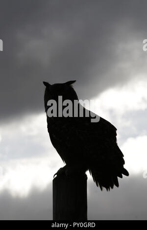 Unione gufo reale Bubo bubo bubo Foto Stock