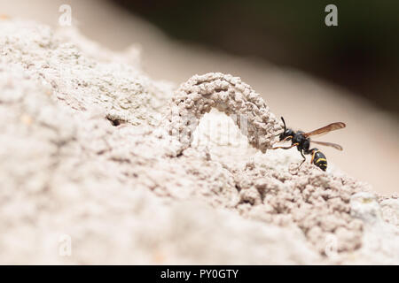 Spinosa mason wasp (Odynerus spinipes) con camino di nido costruito da argilla. Dorset, Regno Unito. Foto Stock