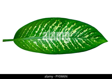 Lascia Calathea ornata pin stripe sfondo bianco isolare Foto Stock