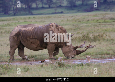 Adulto white rhino è il pascolo in Lake Nakuru National Park, Kenya, circondato da oche egiziane. Foto Stock