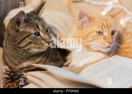 Due gatti sdraiato sul divano con il libro a casa tua Foto Stock