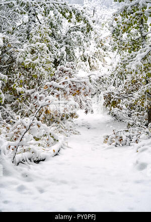 La neve cade sui rami di albero lungo un sentiero forestale. Foto Stock