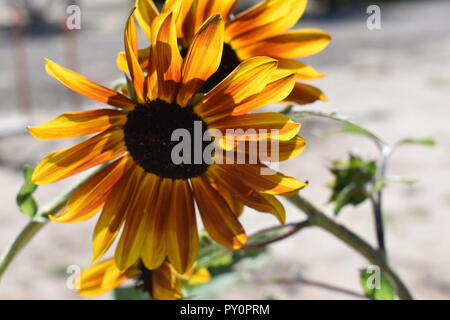 Girasole Foto Stock