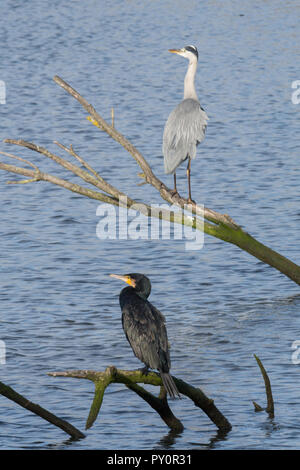 Airone cinerino (Ardea cinerea) e il cormorano (Phalacrocorax carbo) arroccato su rami su acqua a a Titchfield Haven NNR, REGNO UNITO Foto Stock