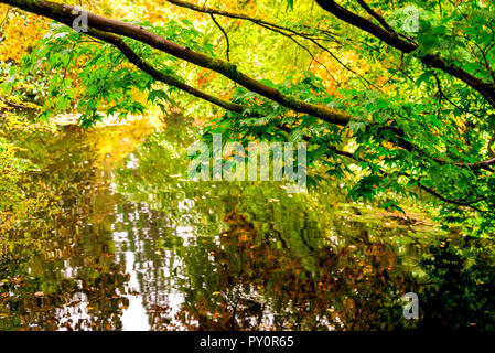 Colori dell'autunno in Benmore Botanic Garden, Loch Lomond e il Trossachs National Park, Scozia Foto Stock