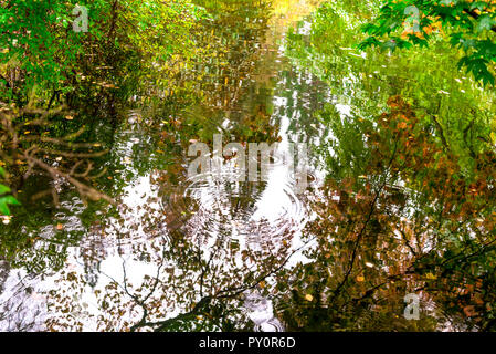 Colori dell'autunno in acqua riflessione a Benmore Botanic Garden, Loch Lomond e il Trossachs National Park, Scozia Foto Stock