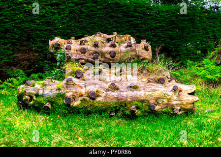 New Scenic 5 posti tronchi con piatti multipli sawed via i rami che stabilisce su erba verde in Benmore Botanic Garden, Loch Lomond e il Trossachs National Park, S Foto Stock