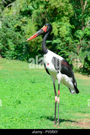 Cicogna Nera in estate park Foto Stock