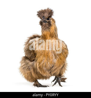 Silkie, talvolta scritto setosa, razza di pollo noto per il suo piumaggio soffice, di fronte a uno sfondo bianco Foto Stock