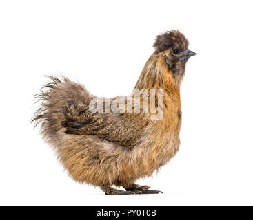 Silkie, talvolta scritto setosa, razza di pollo noto per il suo piumaggio soffice, di fronte a uno sfondo bianco Foto Stock