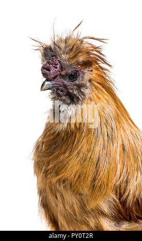 Silkie, talvolta scritto setosa, razza di pollo noto per il suo piumaggio soffice, di fronte a uno sfondo bianco Foto Stock