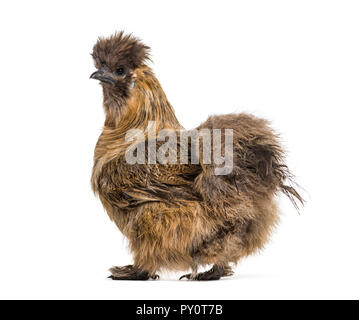 Silkie, talvolta scritto setosa, razza di pollo noto per il suo piumaggio soffice, di fronte a uno sfondo bianco Foto Stock