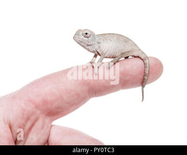 Giovani camaleonte velato, Chamaeleo calyptratus, contro uno sfondo bianco Foto Stock